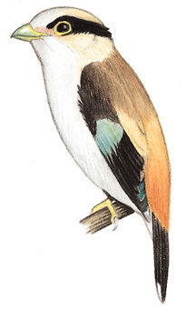 银胸丝冠鸟的图谱