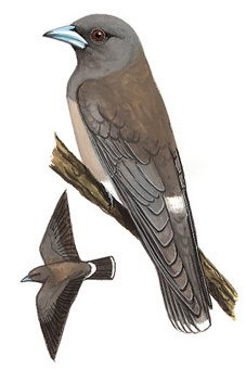 灰燕鵙的图谱