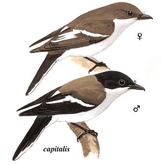 褐背鹊鵙的图谱