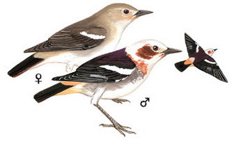 紫背椋鸟的图谱