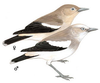 灰背椋鸟的图谱