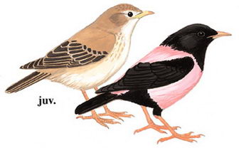 粉红椋鸟的图谱