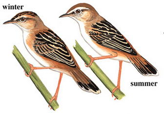 棕扇尾莺的图谱