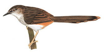 褐山鹪莺的图谱