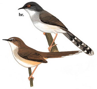 灰胸鹪莺的图谱