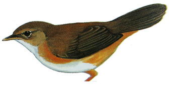 棕褐短翅莺的图谱