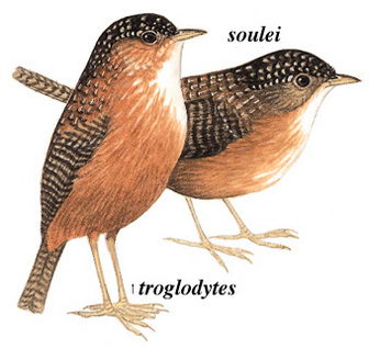 斑翅鹩鹛的图谱