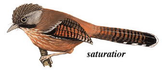 纹胸斑翅鹛的图谱