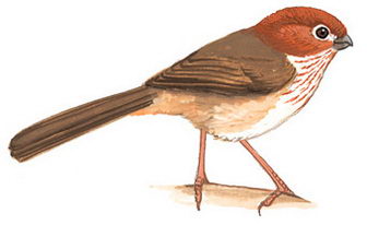 褐翅鸦雀的图谱