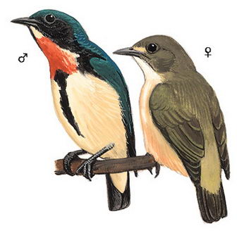 红胸啄花鸟的图谱