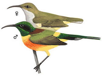 绿喉太阳鸟的图谱