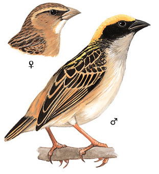 黄胸织布鸟的图谱