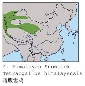 暗腹雪鸡的地理分布图