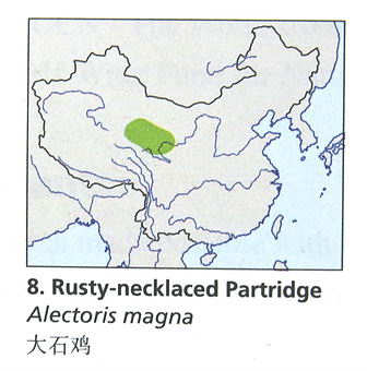 大石鸡的地理分布图