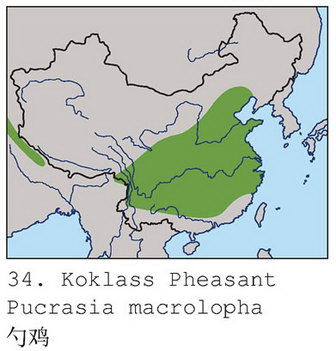 勺鸡的地理分布图