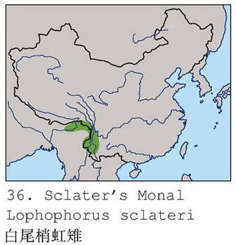 白尾梢虹雉的地理分布图