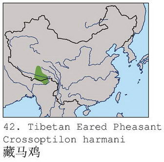 藏马鸡的地理分布图