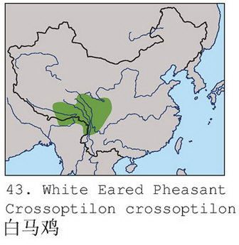 白马鸡的地理分布图