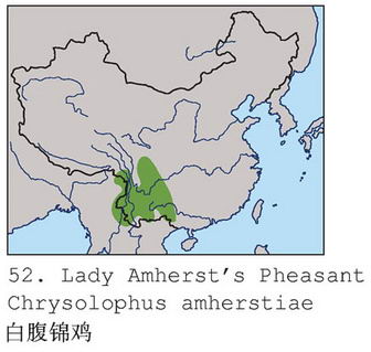 白腹锦鸡的地理分布图