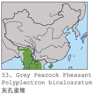 灰孔雀雉的地理分布图