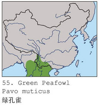 绿孔雀的地理分布图