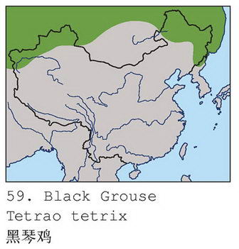 黑琴鸡的地理分布图