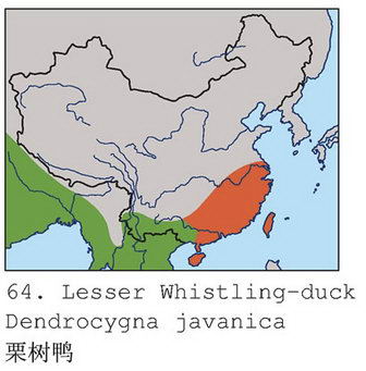 栗树鸭的地理分布图
