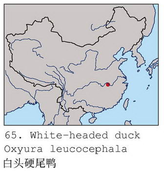 白头硬尾鸭的地理分布图