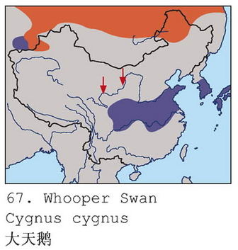 大天鹅的地理分布图