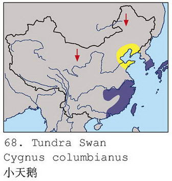 小天鹅的地理分布图