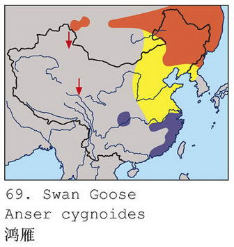 鸿雁的地理分布图