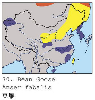 豆雁的地理分布图