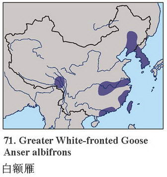 白额雁的地理分布图
