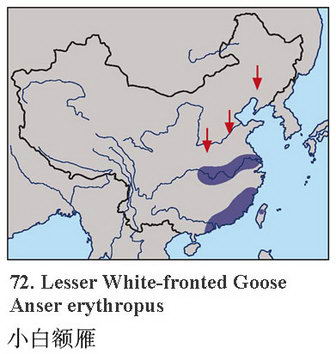 小白额雁的地理分布图