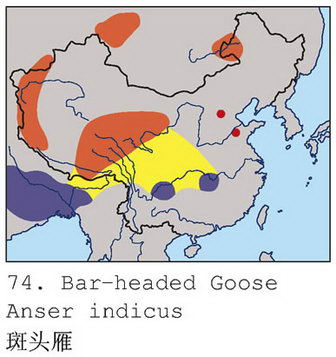 斑头雁的地理分布图