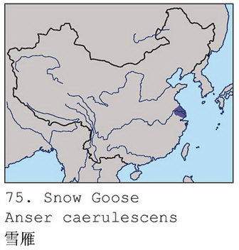 雪雁的地理分布图