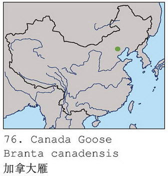 加拿大雁的地理分布图