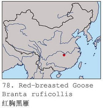 红胸黑雁的地理分布图