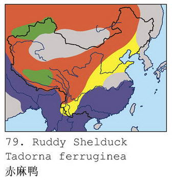 赤麻鸭的地理分布图