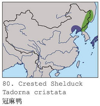 冠麻鸭的地理分布图