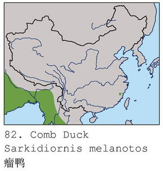 瘤鸭的地理分布图