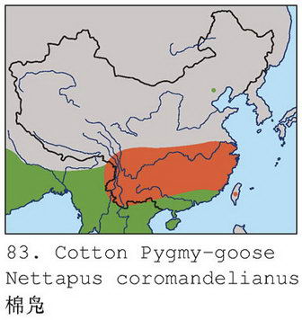 棉凫的地理分布图