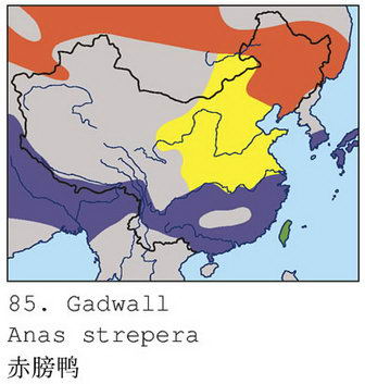 赤膀鸭的地理分布图