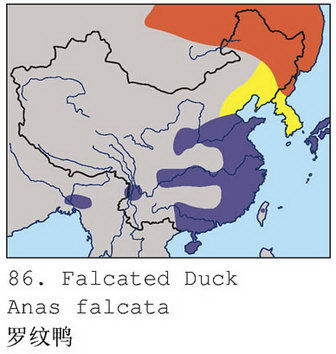 罗纹鸭的地理分布图