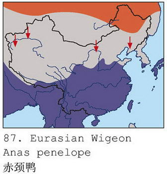 赤颈鸭的地理分布图