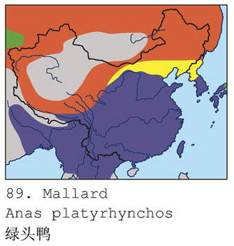 绿头鸭的地理分布图