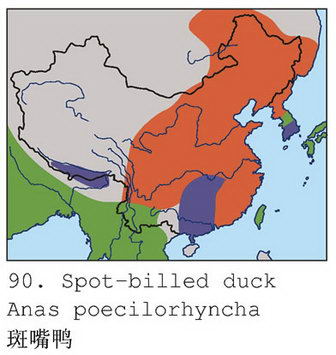斑嘴鸭的地理分布图