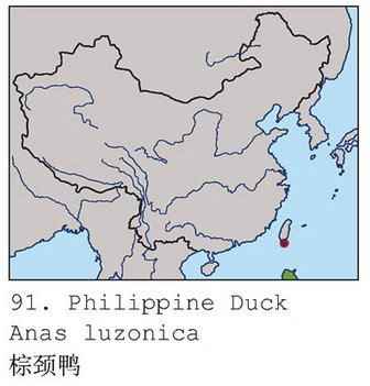 棕颈鸭的地理分布图
