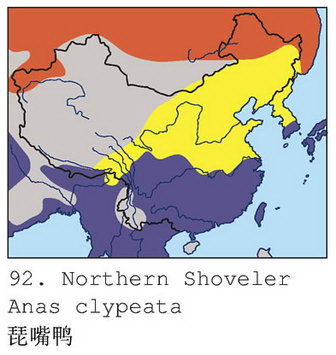 琵嘴鸭的地理分布图