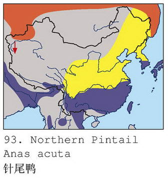 针尾鸭的地理分布图